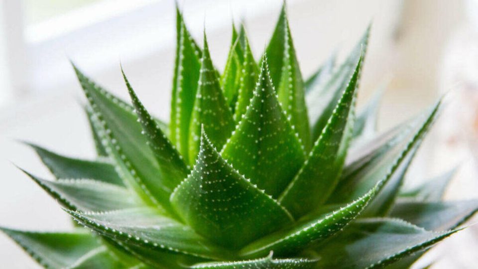 aloe vera