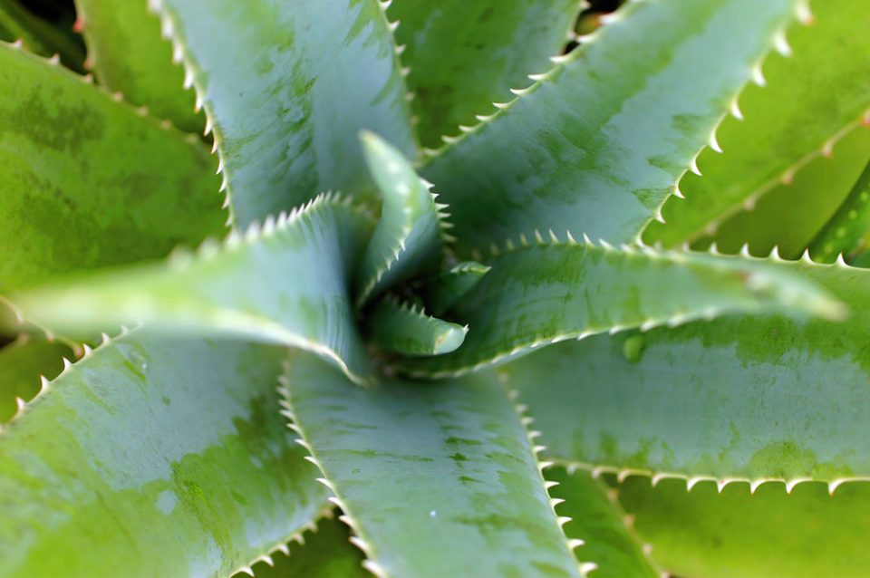 aloe vera