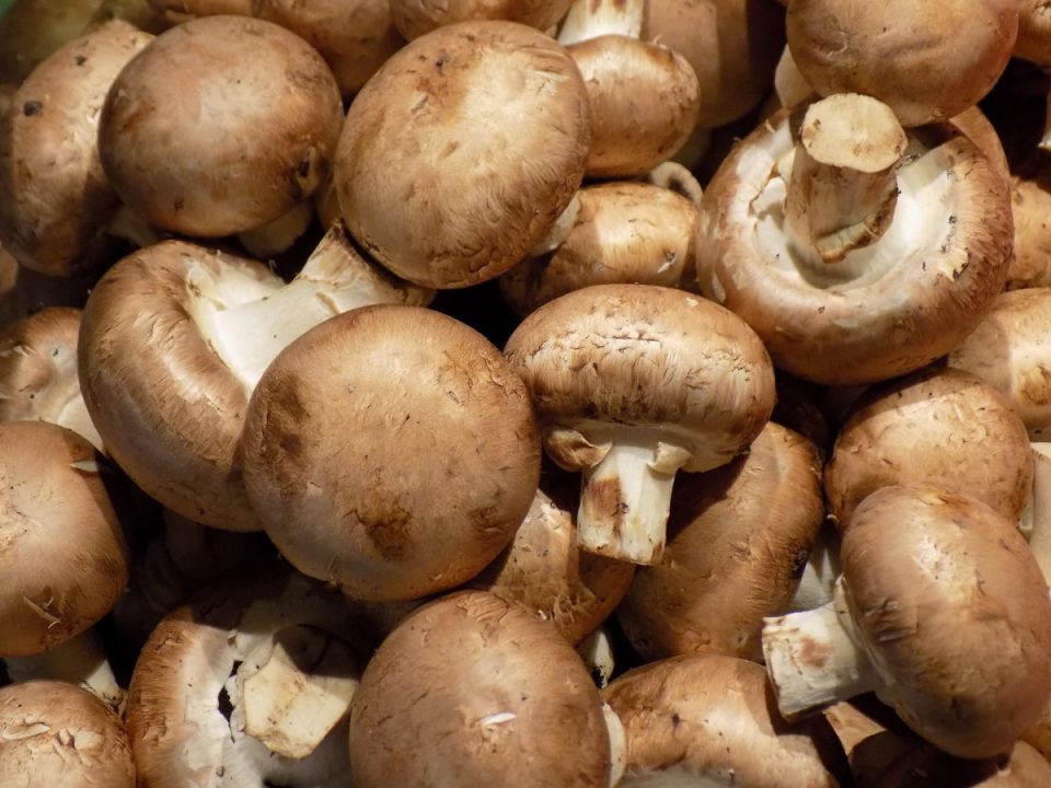 champignonnière de l'Oise à Laigneville